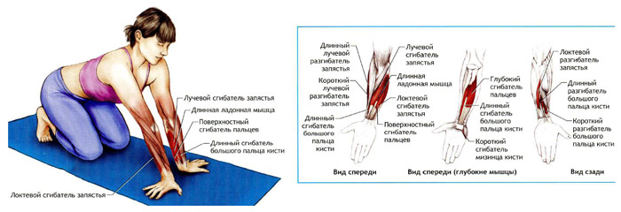 Мышца локтевой сгибатель кисти