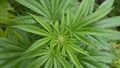 Iekšlietu ministrija atbalsta adekvātu marihuānu saturošu medikamentu lietošanu