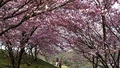 Pavasarīgi foto: Japānā un citviet pasaulē sākušas ziedēt krāšņās sakuras