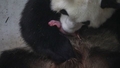Beļģijas zoodārzā piedzimuši "ārkārtīgi reti" pandu dvīņi