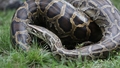ASV zoodārzs dod iespēju Valentīna dienā savu bijušo "izbarot" čūskām
