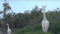 Kenijā malumednieki nonāvējuši ārkārtīgi retas baltās žirafes