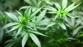 Vācijā līdz ar aprīli tiks legalizēta marihuāna