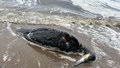 FOTO ⟩ Nepatīkami skati! Pie Bolderājas mola atrasti vairāki miruši jūras kraukļi