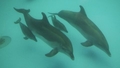 Okupanti Melnajā jūrā iznīcinājuši lielu daļu savvaļas delfīnu un tos aizstāj ar gūstā audzētiem delfīniem