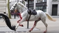 FOTO UN VIDEO ⟩ Londonas centrā izbēguši armijas zirgi. Viens no dzīvniekiem ietriecies divstāvu autobusa vējstiklā