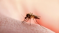 VIDEO ⟩ Kādēļ šogad tik daudz odu un kā pret tiem cīnīties? Skaidro raidījums