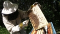 Divi biškopji saņems kompensāciju par lāču pastrādātajiem nedarbiem
