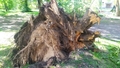 Stendē nelabvēlis izcirtis kokus. Policija meklē aculieciniekus