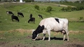 Dānijā grasās ieviest pasaulē pirmo "pirdienu nodokli"