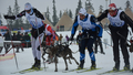 Slēpotājs Nortugs izcīnījis sudrabu Norvēģijas čempionātā kamanu suņu sportā