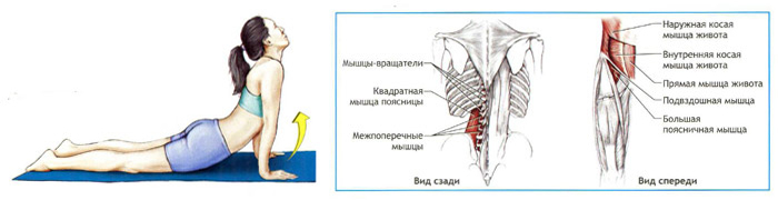 Секс в попу лежа на животе