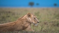 Lauvene Vācijas zoodārzā apēdusi savus mazuļus