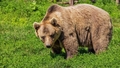 Kādreizējais Jakutijas parlamenta deputāts medībās kļuvis par lāča upuri