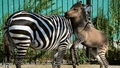 Kenijā zebrai piedzimis zebrēzelis - zebras uz ēzeļa hibrīds