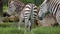 Rīgas Zooloģiskajā dārzā apskatāms Čapmana zebras mazulis