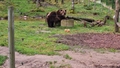 Eksperti skaidro, kāpēc Vidzemes lāčus nav iespējams izmitināt zoodārzos un ieskicē traģisku scenāriju, ziņo ReTV