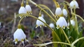 Vairākās Latvijas novērojumu stacijās šodien pārspēti maksimālās gaisa temperatūras rekordi