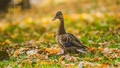 Kādi laikapstākļi gaidāmi tuvākajās dienās?