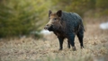 Āfrikas cūku mēris pagājušajā nedēļā Latvijā konstatēts desmit mežacūkām