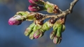 Naktī gaisa temperatūra pazemināsies līdz -5 grādiem