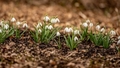 Aprīļa sākumā gaisa temperatūra Latvijā bijusi tuvu normai