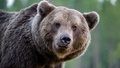 Paziņots uzvarētājs 180 000 eiro vērtajā konkursā lāču monitorēšanai