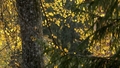 Ceturtdien atvasara sildīs ar +20 grādu temperatūru