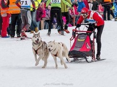 Madonā pirmo reizi aizvadīts pasaules kauss kamanu suņu sportā