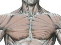 ПОДТЯГИВАЕМ И УКРЕПЛЯЕМ МЫШЦЫ ГРУДИ